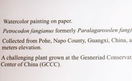 A watercolor painting of Petrocodon fangianus exhibited by Wu Xiang-Hong