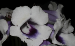 Sinningia speciosa 'Carangola' exhibited by Rohm Gustafson