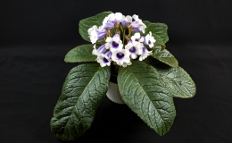 Sinningia speciosa 'Carangola' exhibited by Rohm Gustafson