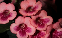 Sinningia ˈSimSim Honey Peachˈ exhibited by Li Huang