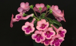 Sinningia ˈSimSim Honey Peachˈ exhibited by Li Huang
