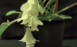 Sinningia 'An’s Nyx' exhibited by Rohm Gustafson