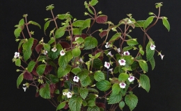 Achimenes misera exhibited by Rohm Gustafson