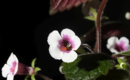 Achimenes misera exhibited by Rohm Gustafson