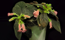 Kohleria ˈBud’s Arielˈ exhibited by Brandon Erikson