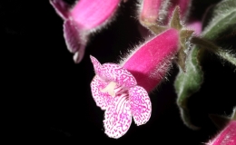 Kohleria ˈNi’s Nasca' × K. ˈBeltaneˈ exhibited by Ann Amato and Derek Johnson