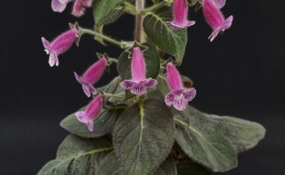 Kohleria ˈNi’s Nasca' × K. ˈBeltaneˈ exhibited by Ann Amato and Derek Johnson