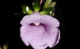 Gloxinia perennis exhibited by Ann Amato and Derek Johnson