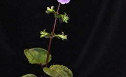Gloxinia perennis exhibited by Ann Amato and Derek Johnson