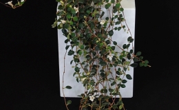 Codonanthe carnosa exhibited by MJ Tyler