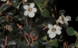 Codonanthe carnosa exhibited by MJ Tyler