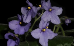 Streptocarpus rupicolus cl. 'Kacharoroni' exhibited by Bob Clark