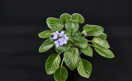 Streptocarpus rupicolus cl. 'Kacharoroni' exhibited by Bob Clark