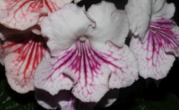 Streptocarpus 'VaT-Mandarinka' exhibited by Li Huang