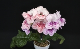 Streptocarpus 'VaT-Mandarinka' exhibited by Li Huang