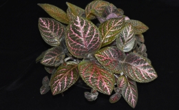 Episcia 'Kee Wee' exhibited by Cathleen Graves