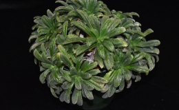 Primulina linearicalyx exhibited by John Wrightson