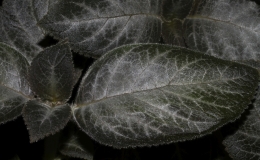 Kohleria 'Silver Feather' exhibited by Bob Clark
