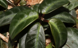 Drymonia ecuadorensis exhibited by Brandon Erikson