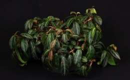 Drymonia ecuadorensis exhibited by Brandon Erikson
