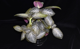 Kohleria 'Silver Feather' exhibited by Bob Clark