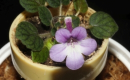 Sinningia concinna ˈSeropedicaˈ exhibited by Peter Shalit