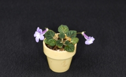 Sinningia concinna ˈSeropedicaˈ exhibited by Peter Shalit