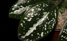 Michaelmoelleria vietnamensis exhibited by Hung Nguyen