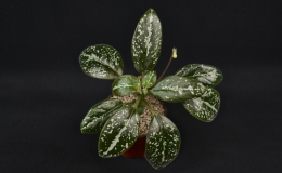 Michaelmoelleria vietnamensis exhibited by Hung Nguyen