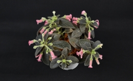 Kohleria ˈBud’s Arielˈ exhibited by Brandon Erikson