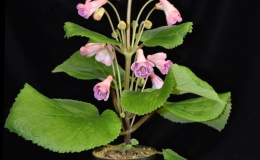 Sinningia hybrid 20-12e exhibited by Peter Shalit