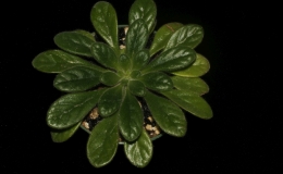 Primulina petrocosmeoides × Primulina linearicalyx exhibited by Karyn Cichocki