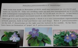 Primulina petrocosmeoides × Primulina linearicalyx exhibited by Karyn Cichocki