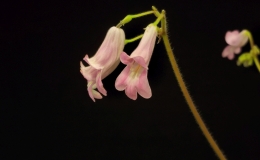 Primulina species and cultivar collection exhibited by Bill PricePrimulina 'Candy'