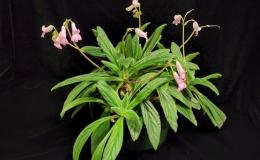 Primulina species and cultivar collection exhibited by Bill PricePrimulina 'Candy'