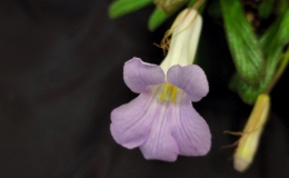Primulina species and cultivar collection exhibited by Bill PricePrimulina linearicalyx