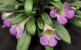 Primulina species and cultivar collection exhibited by Bill PricePrimulina schouchengensis