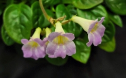 Primulina species and cultivar collection exhibited by Bill PricePrimulina spadiciformis