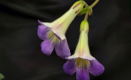 Primulina species and cultivar collection exhibited by Bill PricePrimulina subrhomboidea