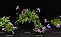 Primulina species and cultivar collection exhibited by Bill Price