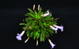 Primulina linearicalyx