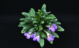 Primulina schouchingensis