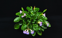 Primulina spadiciformis