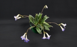 Primulina species and cultivar collection exhibited by Bill PricePrimulina subrhomboidea