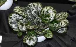 Primulina yungfuensis × Primulina dryas and three seedlings exhibited by Jim VlasicPrimulina 'JV Resurection'