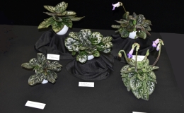 Primulina yungfuensis × Primulina dryas and three seedlings exhibited by Jim Vlasic