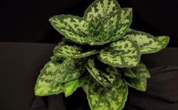 Primulina yungfuensis × Primulina dryas and three seedlings exhibited by Jim VlasicPrimulina 'JV Forever Yung'
