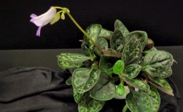 Primulina yungfuensis × Primulina dryas and three seedlings exhibited by Jim VlasicPrimulina 'JV Jon's Favorite'