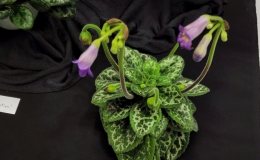 Primulina yungfuensis × Primulina dryas and three seedlings exhibited by Jim VlasicPrimulina dryas 'Latifolia Dwarf'