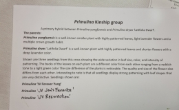 Primulina yungfuensis × Primulina dryas and three seedlings exhibited by Jim Vlasic